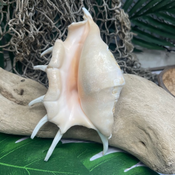 XL Spider CONCH SEASHELL Collector Display Shell nautical Decor beach coastal - Picture 10 of 16